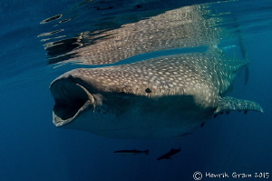 Whale Shark by Henrik Gram Rasmussen 
